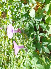 Ipomoea