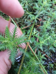 Proserpinaca intermedia