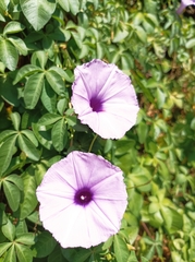 Ipomoea