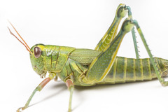 Campylacantha olivacea