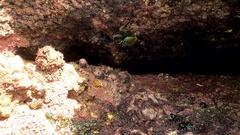 Grapsus adscensionis