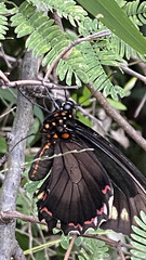 Battus polydamas polydamas