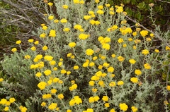 Helichrysum dasyanthum