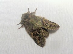 Disphragis altilis