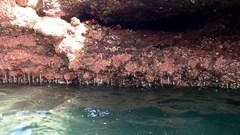 Grapsus adscensionis