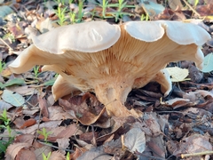 Clitocybe nebularis