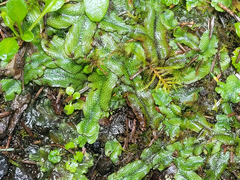 Conocephalum conicum