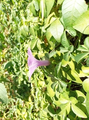 Ipomoea