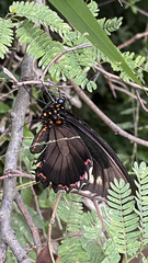 Battus polydamas polydamas