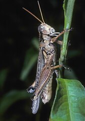 Melanoplus complanatipes