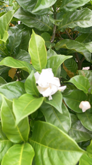 Gardenia jasminoides