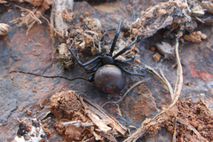 Latrodectus renivulvatus