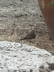 Phoenicurus phoenicurus