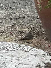 Phoenicurus phoenicurus