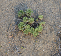 Chamaerhodos sabulosa