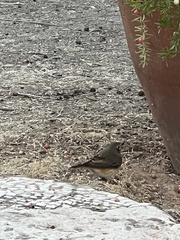 Phoenicurus phoenicurus
