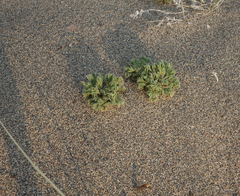 Chamaerhodos sabulosa