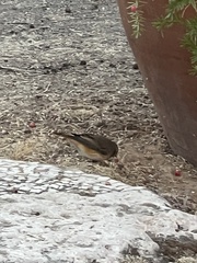 Phoenicurus phoenicurus