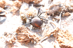 Latrodectus renivulvatus