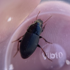 Harpalus tardus