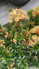 Ixora