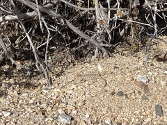 Sceloporus bimaculosus