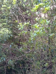 Rhipidura fuliginosa placabilis