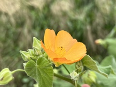 Abutilon grandifolium