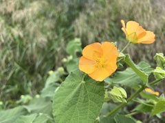 Abutilon grandifolium