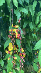 Thunbergia mysorensis