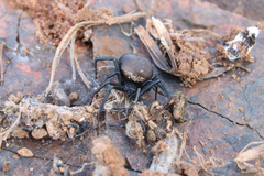 Latrodectus renivulvatus