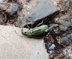 Naupactus virens