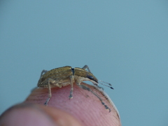 Charagmus gressorius