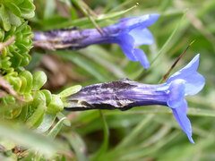 Gentiana bavarica
