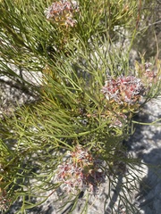 Serruria ascendens