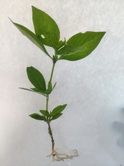 Synedrella nodiflora