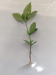 Synedrella nodiflora