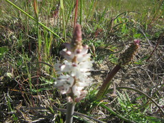 Lachenalia contaminata