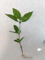 Synedrella nodiflora