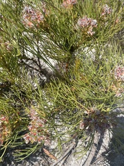 Serruria ascendens