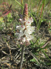 Lachenalia contaminata