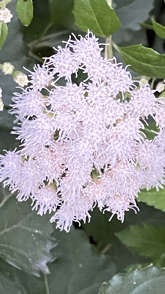 Shrubby boneset from Sin Nombre de Col 64, Monterrey, N.L., Mexico on ...