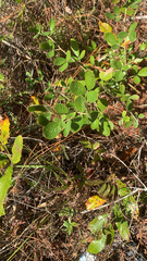 Rubus cuneifolius