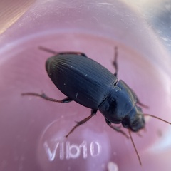 Harpalus tardus