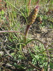 Lachenalia contaminata
