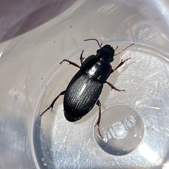 Harpalus tardus