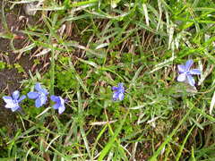 Gentiana bavarica