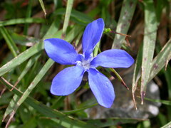 Gentiana bavarica