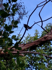 Rhipidura fuliginosa placabilis