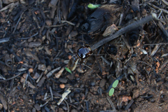 Hodotermes mossambicus